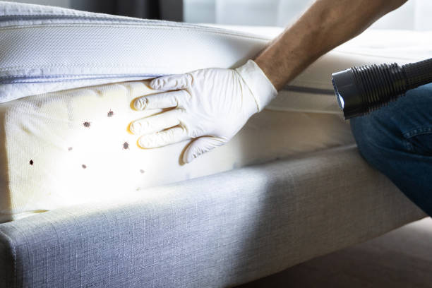 Best Exterminator Services  in Frostburg, MD